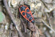 Pyrrhocoris apterus