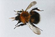 Bombus hypnorum hypnorum(♀)