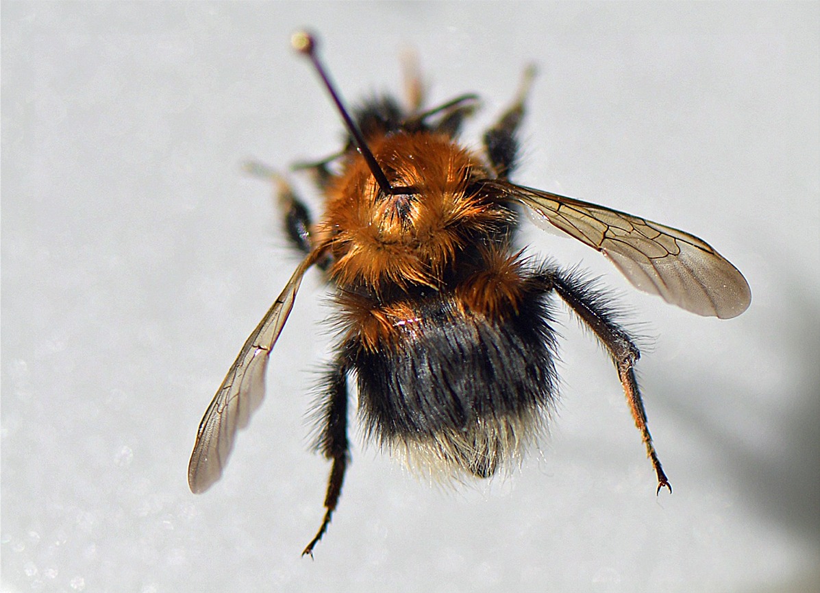 Bombus hypnorum hypnorum(♀)