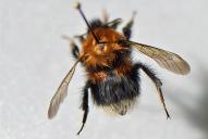 Bombus hypnorum hypnorum