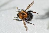 Bombus hypnorum hypnorum(☿ Arbeiterin)