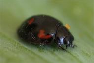 Exochomus quadripustulatus