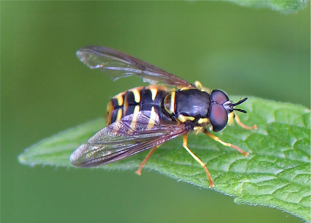 Chrysotoxum intermedium(♂)