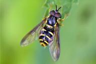 Chrysotoxum intermedium(♂)