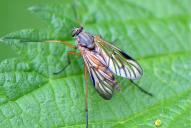 Rhagio vitripennis(♀)