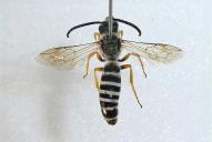Halictus scabiosae(♂)