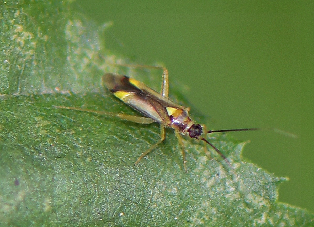 Campyloneura virgula