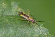 Campyloneura virgula