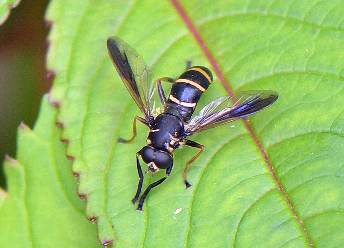 Temnostoma bombylans