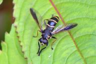 Temnostoma bombylans