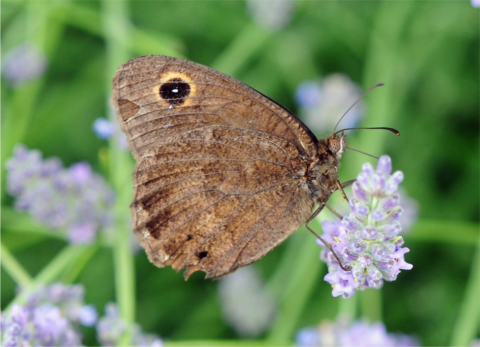 Satyrus ferula(♂)