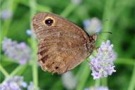 Satyrus ferula