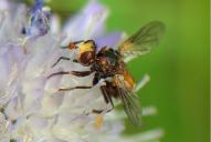 Sicus ferrugineus