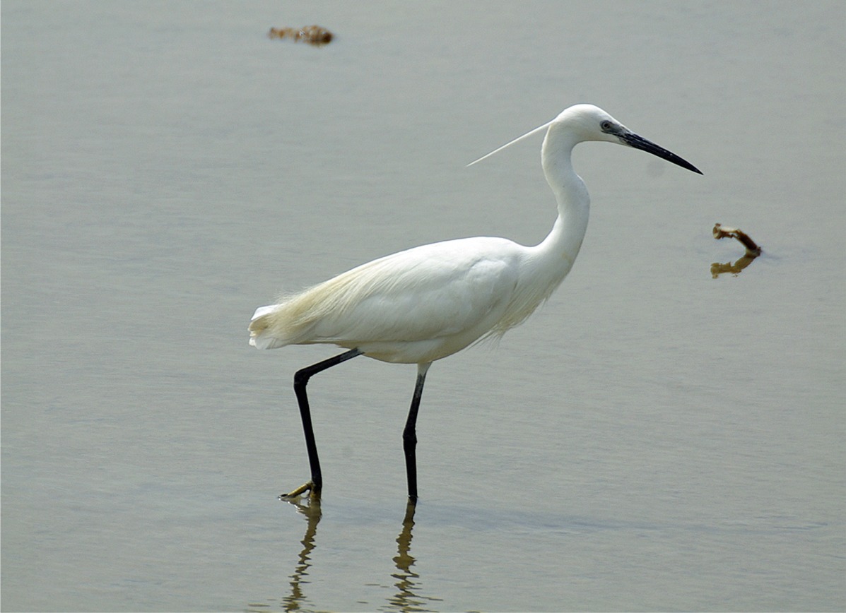 Egretta garzetta