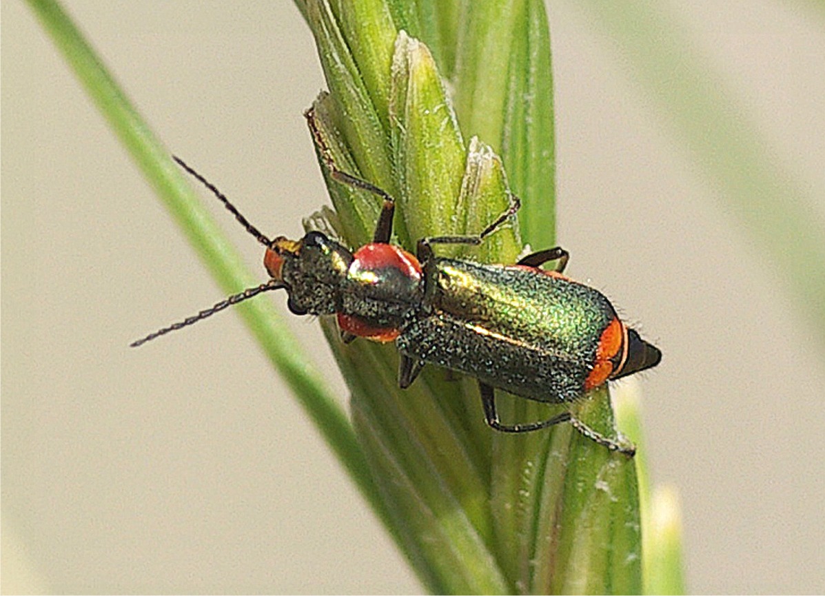 Clanoptilus marginellus