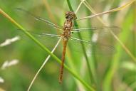 Sympetrum striolatum