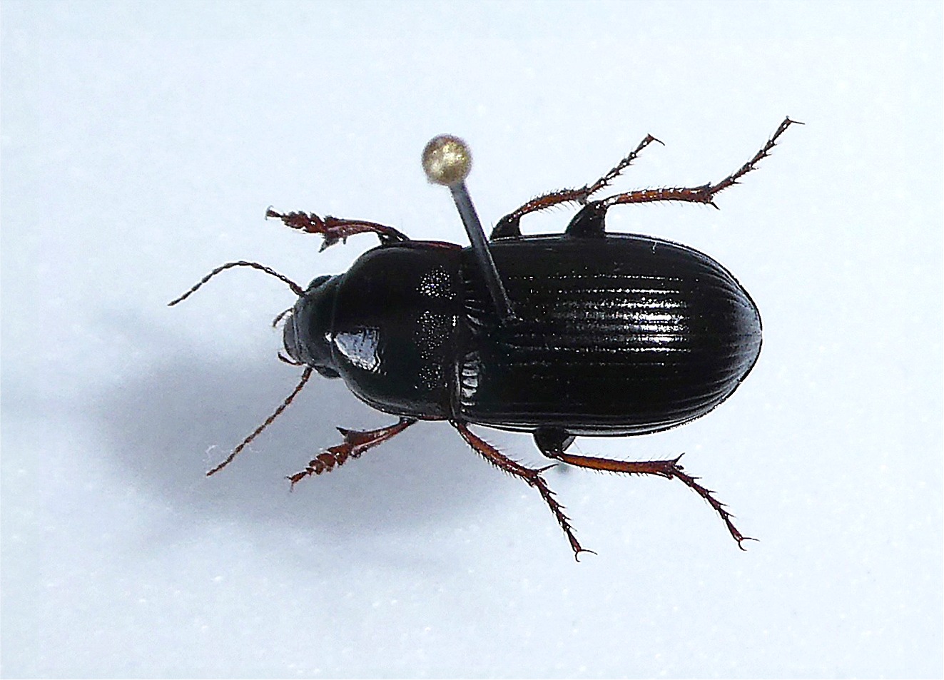 Zabrus tenebrioides