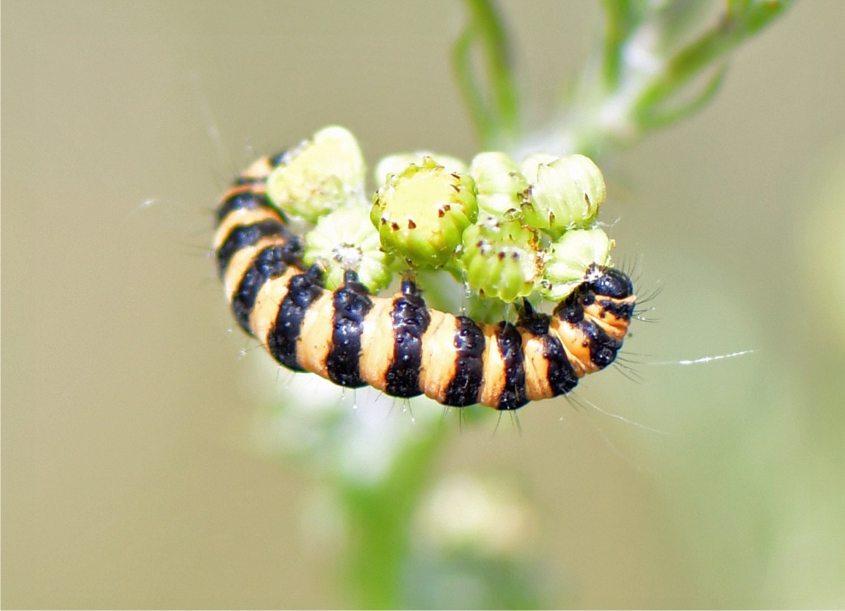 Tyria jacobaeae(Raupe)