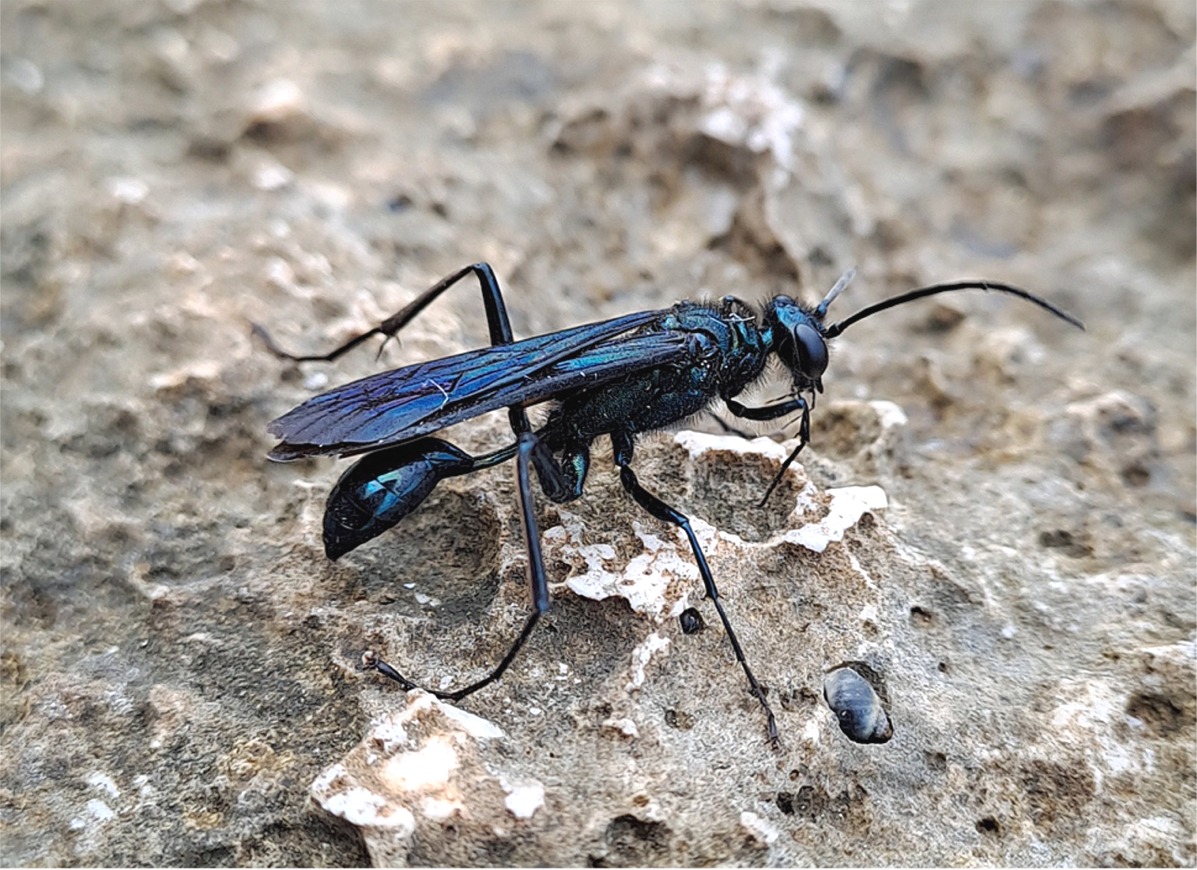 Chalybion californicum