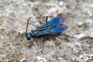 Chalybion californicum