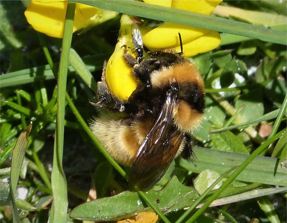 Bombus distinguendus