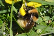 Bombus distinguendus