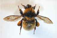 Bombus distinguendus(♀)
