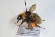 Bombus distinguendus(♀)