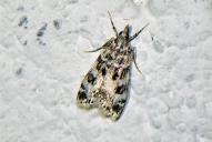 Eudonia laetella