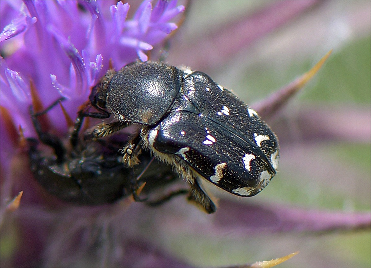 Heterocnemis graeca