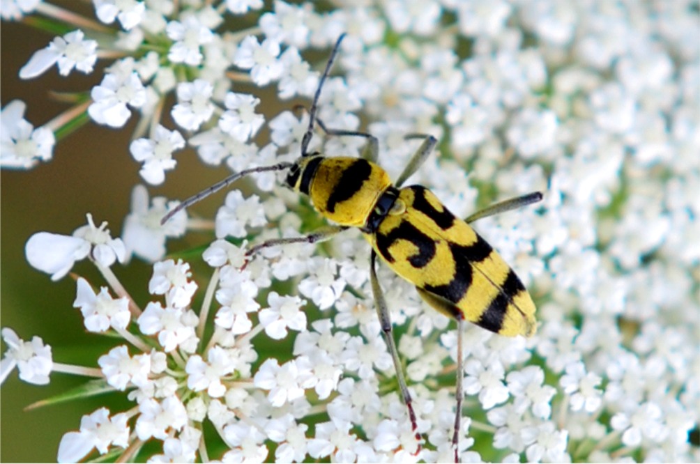 Chlorophorus varius