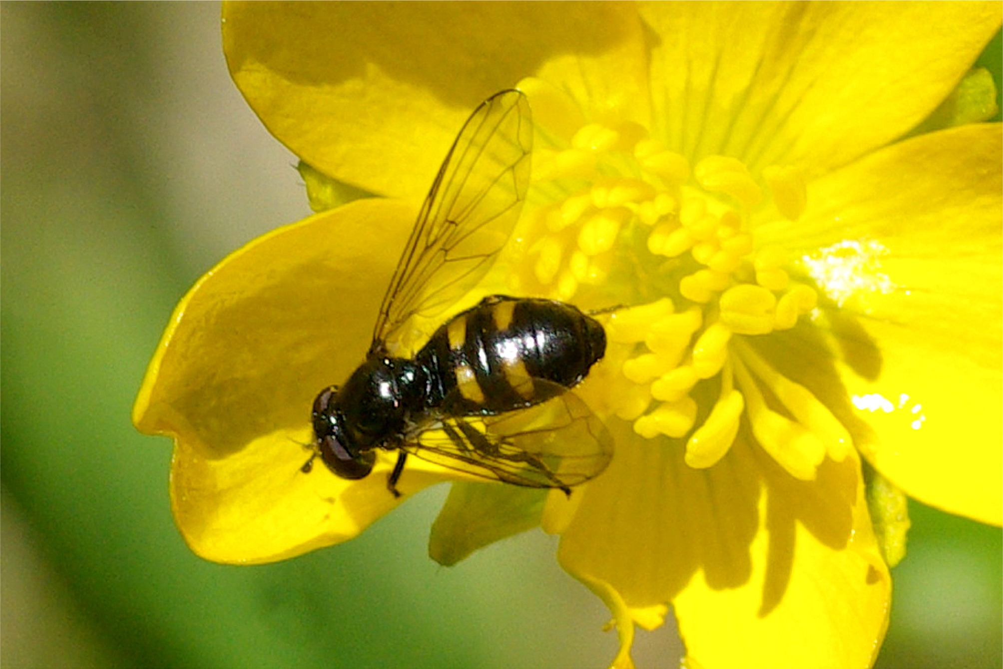 Pipiza quadrimaculata