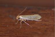 Tineola bisselliella