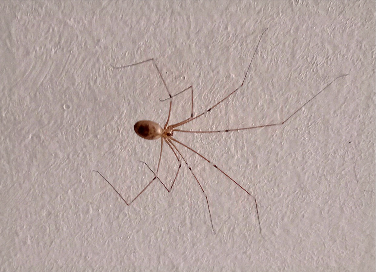 Pholcus phalangioides