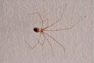 Pholcus phalangioides