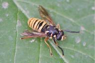 Temnostoma vespiforme