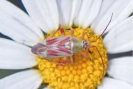 Calocoris roseomaculatus