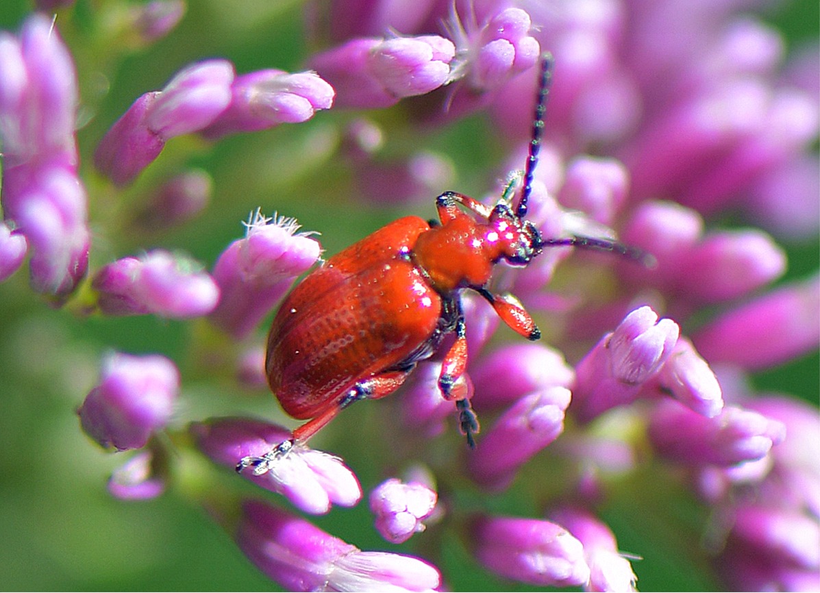 Lilioceris merdigera