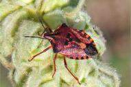 Carpocoris mediterraneus
