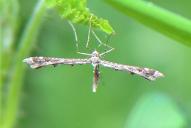 Amblyptilia punctidactyla