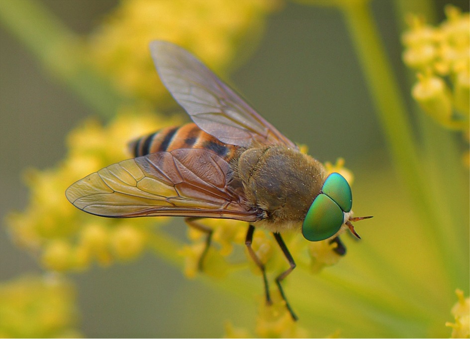 Philipomyia graeca(♂)