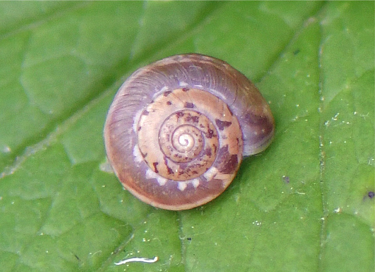 Hygromia cinctella(Gehäuse)