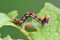 Erannis defoliaria (Raupe)
