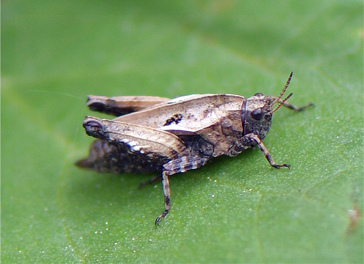 Tetrix bipunctata od. kraussi