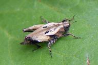 Tetrix bipunctata od. kraussi