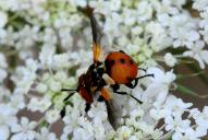Gymnosoma rotundatum
