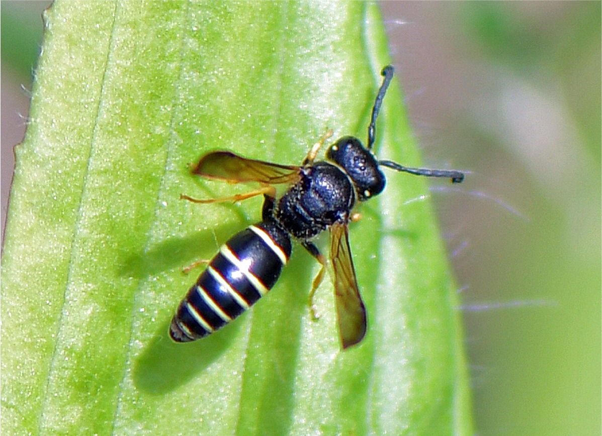 Gymnomerus laevipes