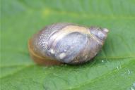 Succinea putris