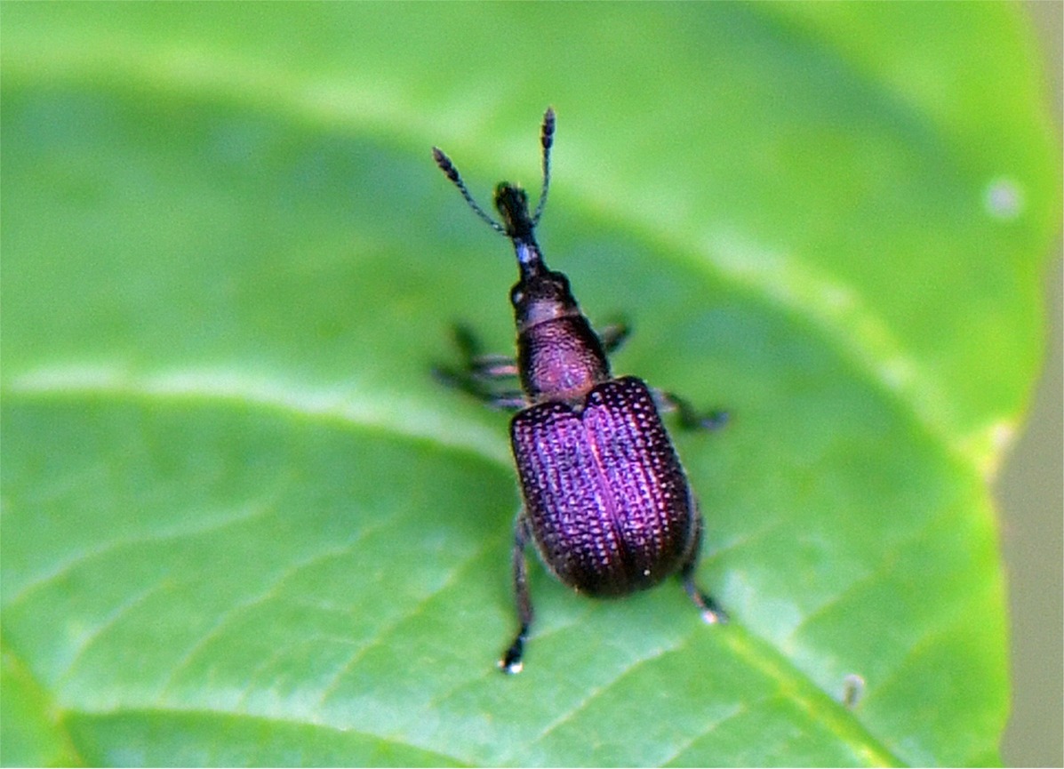 Involvulus cupreus