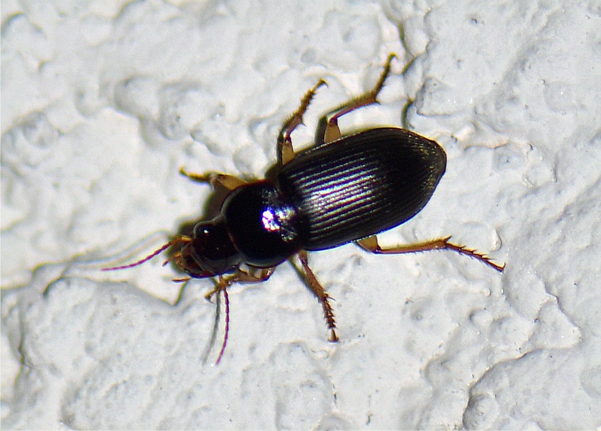 Harpalus griseus